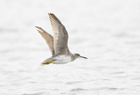 Grey Tailed Tattler939 copy.jpg